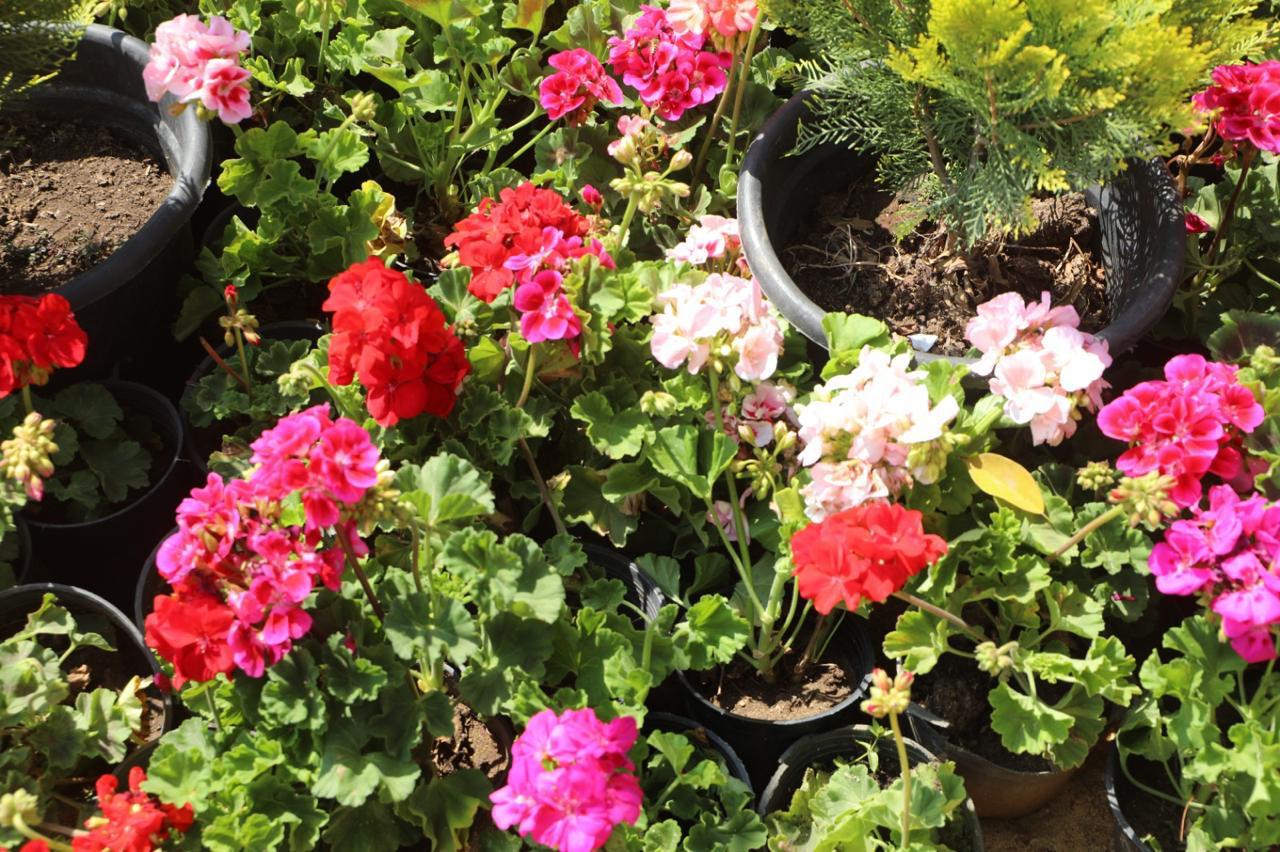 معرض زهور الربيع